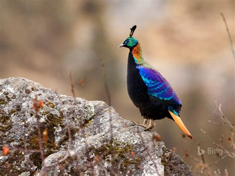 male female male nepal sagarmatha national park  bing