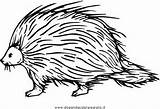 Stachelschwein Istrice Porcupine Porcospino Tiere Malvorlage Verschiedene Porcospini Porcupines Kategorien Disegnidacoloraregratis sketch template