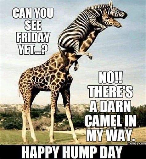 Happy Hump Day Happy Humpday Quotes Hump Day Humor