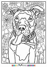 Pitbull Coloring Pages Puppy Getcolorings Cute sketch template