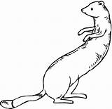 Ferret Coloring Pages Ferrets Printable Categories Supercoloring Drawing sketch template