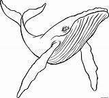 Baleine Humpback Bosse Ballena Jorobada Buckelwal Draw Colorier Coloriages Wale Gratuit Mer Fois Imprimé Quobba Jecolorie sketch template