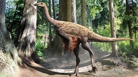 University Of Alberta Researcher Finds Feathers On Ornithomimus