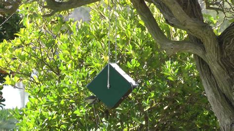 house sparrow resistant bird feeder  youtube