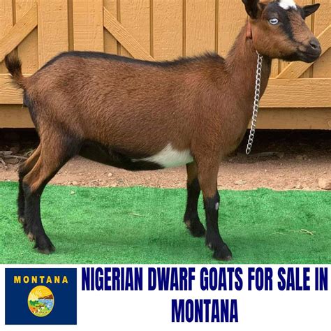 nigerian dwarf goats  sale  montana current directory  nigerian dwarf goat breeders