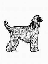Hund Hound Afghan Hunde Malvorlagen Malvorlage Afghane Chow sketch template