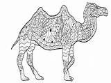 Camel Coloring Pages Drawing Camels Patterns Adults Simple Adult Dromedaries sketch template