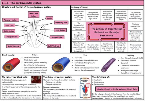 gcse pe cardiovascular system questions answers teaching resources
