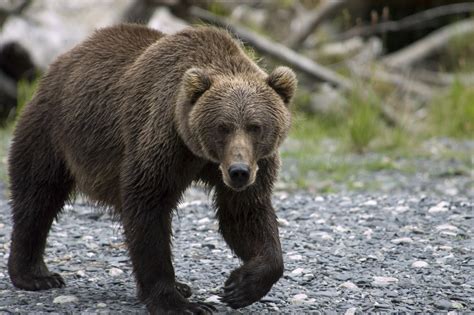 strong   kodiak bear   fast   run robin barefield