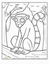 Lemur Tailed Designlooter sketch template