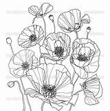 Poppy Coloring Poppies Drawings Drawing Flower Botanical Pages Line Colouring Depositphotos Stock Template Printable Outline Illustration Floral Coquelicot Templates Draw sketch template