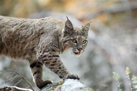 creature feature  elusive bobcat forest preserve district   county