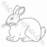 Angora Coloring Rabbit Pages Click sketch template