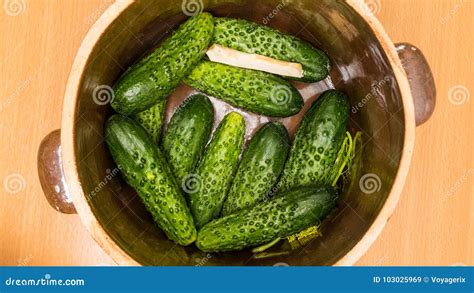 making pickled cucumbers  clay jar stock image image  cucumbers organic