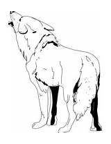 Coyote Coloring Pages sketch template