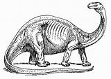 Brontosaurus Brontosaurio Brontosauro Malvorlage Brontosaure Stampare Ausmalbild Educolor Große Téléchargez Scarica sketch template