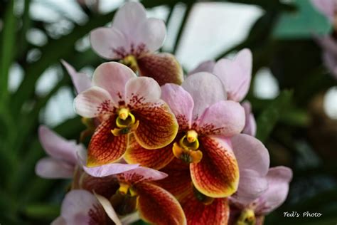 waling waling vanda sanderiana   flower   orchid  flickr