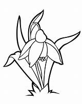 Snowdrop Coloring Pages Flowers Snowdrops Line Da Flower Google Drawings Lily Gif Bambini Drawing Colorkid Per Salvato sketch template