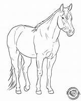 Lineart Xv Stable Horses Friesian Sketch sketch template