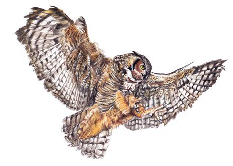 owl realistic drawing  katchina   deviantart