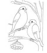 Coloring Bullfinches Finch House sketch template