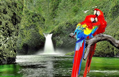 macaw parrot desktop background wallpaper photo wallpapers