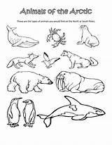 Artic Preschool Printables Scienze Antarctic Coloringhome Ciencias sketch template
