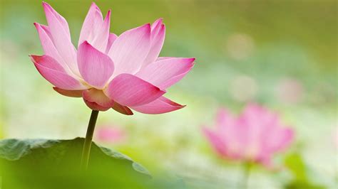 wallpaper beautiful lotus pink flowers blurry background 1920x1200 hd picture image