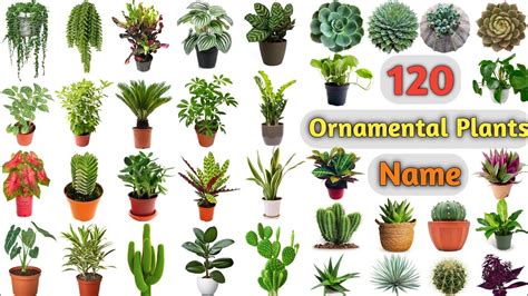 ornamental plants vocabulary ll  ornamental plants   english