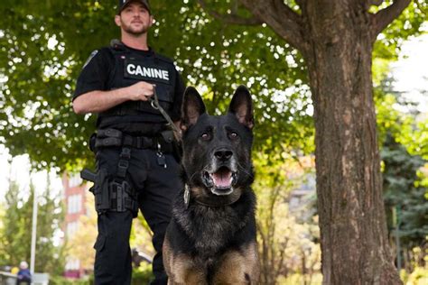 peterborough police dog wolfe sniffs  suspects hiding  snowbank