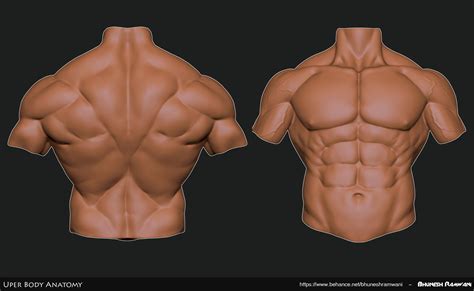 upper torso anatomy upper body anatomy google search shoulder muscle