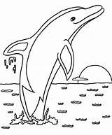 Dolphin Coloringonly sketch template