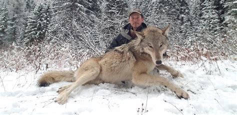Wolf Trapping Is A Tool Idaho Wildlife Managers Want To Keep But At