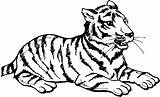 Tigre Coloriages Colorier Ko sketch template