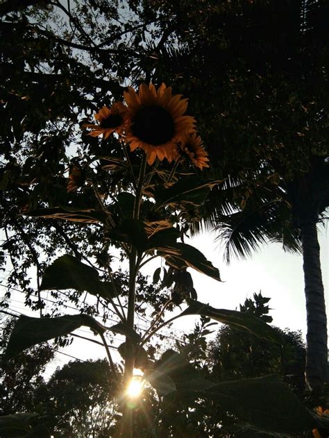 Bunga Senja Photo Was Take In Bakti Alam Alam