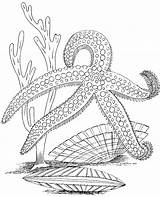 Coloring Relaxing Starfish Print Adults sketch template