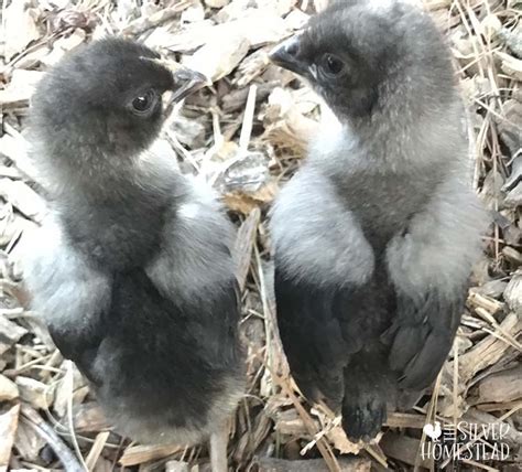 how to identify male and female chicks silver homestead