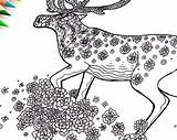 Mandala Coloring Printable Adult Caribou Kudu sketch template