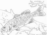 Coloring Fish Bass Pages Getdrawings sketch template