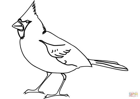 northern cardinal coloring page  printable coloring pages