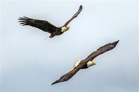 eagles fly  formation