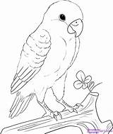 Draw Drawing Lovebird Birds Peach Coloring Faced Animal Bird Parrot Drawings Step Simple Baby Drawn Face Pages Pencil Outline Sketch sketch template