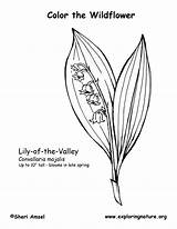 Coloring Lily Valley sketch template