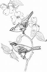 Sparrow Gorriones Sparrows Supercoloring Crowned Throated Perched Cuello Posados Pajaro Designlooter sketch template