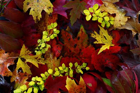 filefall foliage leaves virginia forestwanderjpg wikimedia commons