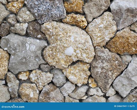 wall   shell rock stock image image