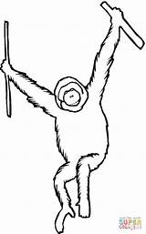 Orangutan Orangotango Outan Colorare Templates Orangutans Ape sketch template