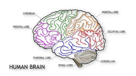 human brain diagram blank