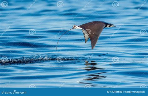 mobula ray jumping    water stock photo image