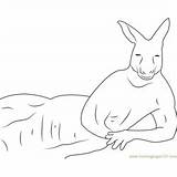Kangaroo Coloring Sleeping Pages Kids Males Fighting Adult Red Coloringpages101 Printable sketch template